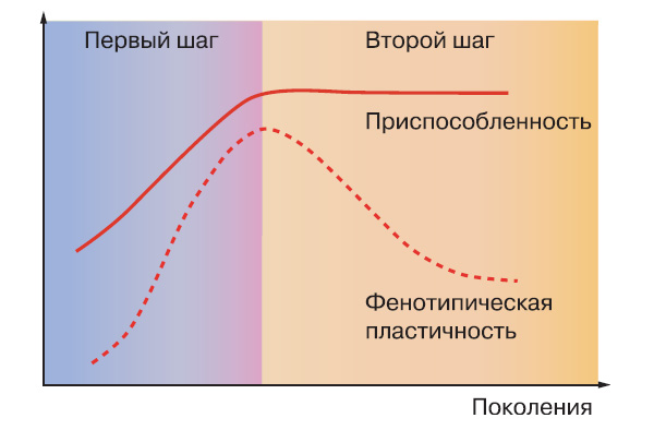 Эффект Болдуина постулирует связь между обучением и эволюцией. Первый шаг — обучаясь, индивид изменяет свой фенотип, чтобы повысить приспособленность. Если новые признаки полезны, они распространяются в популяции. Второй шаг — в неизменных условиях естественный отбор сохраняет врожденные признаки, которые замещают приобретенные или ускоряет их приобретение, ведь плата за обучение в природе бывает высокой. Приобретенные признаки не наследуются, как у Ламарка, но со временем получают генетическую «поддержку» (по: R. Suzuki, T. Arita, «Biosystems», 2004, 77, 1–3, 57–71)