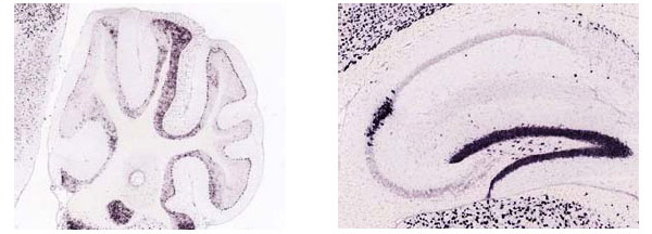 Экспрессия генов в мозге самца мыши возрастом 56 дней: слева ген Fos в мозжечке, справа ген Pcp4 в гиппокампе