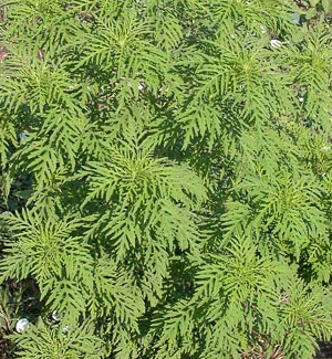 Амброзия полыннолистная. Фото с сайта www.agroatlas.ru