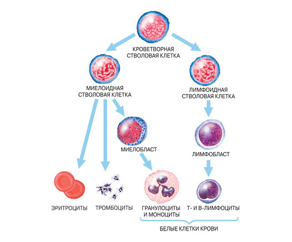 Схема процесса образования клеток крови (гемопоэза). Плюрипотентные кроветворные стволовые клетки костного мозга дифференцируются в стволовые клетки — предшественники миелоидного (миелоидные стволовые клетки) и лимфоидного (лимфоидные стволовые клетки) ряда. Стволовые клетки лимфоидного ряда в конечном итоге дают начало многочисленным популяциям Т- и В-лимфоцитов. А мультипотентные миелоидные клетки дифференцируются в клетки — предшественники эритроцитов, тромбоцитов и олигопотентные миелобласты, дающие начало клеткам-предшественникам гранулоцитов (нейтрофилов, базофилов и эозинофилов) и моноцитов/макрофагов, которые вместе с лимфоцитами объединяют под термином «белые клетки крови». В случае миелопролиферативных заболеваний злокачественная трансформация начинается в миелоидных стволовых клетках или их потомках и не затрагивает при этом лимфоидный росток, в результате чего все лимфоциты остаются нормальными (рисунок с сайта National Cancer Institute — с изменениями).