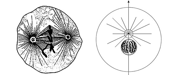 Рис. 1. Такой увидели центросому в 1887 году ее первооткрыватели: центросома в полюсах митотического веретена, по описанию Т. Бовери (слева), и центросома в интерфазной клетке, по Э. ван Бенедену
