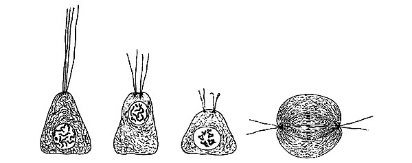 Рис. 2. Формирование полюсов веретена деления из базальных телец в сперматоцитах Bombyx mori