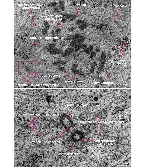 Рис. 6. Ультраструктура центросомы в митотической клетке млекопитающих. Верхнее фото: общий вид митотического веретена; нижнее фото: увеличенное изображение диплосомы нижнего левого полюса веретена. Масштабный отрезок 0,2 мкм