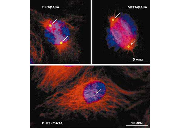 Рис. 9. Центросома и система микротрубочек в профазной, метафазной и интерфазной клетках. Световая микроскопия. Тройное иммунофлуоресцентное окрашивание выявляет микротрубочки (красный цвет), центросому (зеленый цвет) и ДНК (синий цвет). Положение центросом показано стрелками. Масштабные отрезки 5 мкм (верхние фото) и 10 мкм
