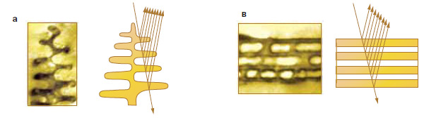 Рис. 2. Крылья бабочек покрыты плотными рядами чешуек. Их микроструктуры у разных видов сильно различаются. Чешуйка с крыла морфиды (а) похожа на дерево с несколькими ярусами «ветвей», в которых и происходит интерференция.Единичная чешуйка моли семейства Urania (в) состоит из пяти слоев кутикулы, каждый из которых имеет толщину 400 нм и отделен от следующего воздушной прослойкой в 100 нм. Изображение: «Химия и жизнь»
