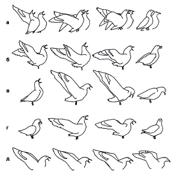 Рис. 2. Долгий крик у видов-двойников антарктических поморников: южнополярного ... Изображение: «Химия и жизнь»