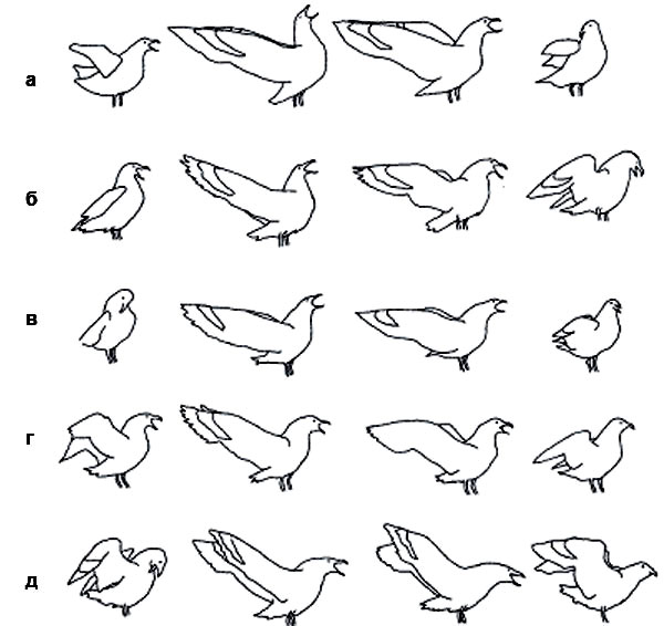 Рис. 3. ... и бурого поморника (а—д — разные птицы, прорисовки по кадрам фильмов). Индивидуальная изменчивость не уничтожает общевидового облика демонстрации. Изображение: «Химия и жизнь»