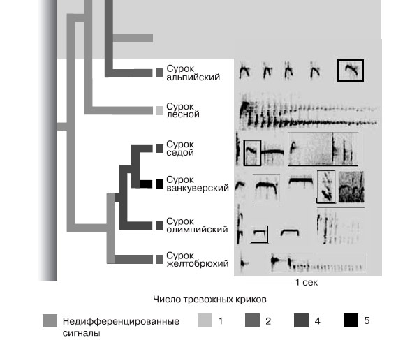 Рис. 7. Система сигналов, предупреждающих о различных опасностях, возникла у сурков в ходе эволюции. Филогенетическое древо рода Marmota построено по неповеденческим (молекулярным) признакам. Для каждого вида показан репертуар сигналов. <i>Прямоугольники</i> — различные типы сигналов: видно увеличение их числа при переходе от более древних видов к молодым. Изображение: «Химия и жизнь»