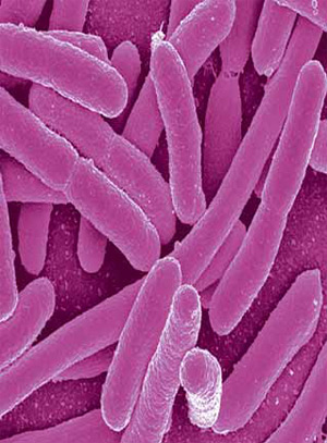 Изображение: «Экология и жизнь»