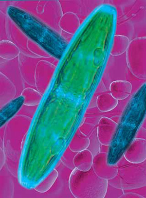 Изображение: «Экология и жизнь»