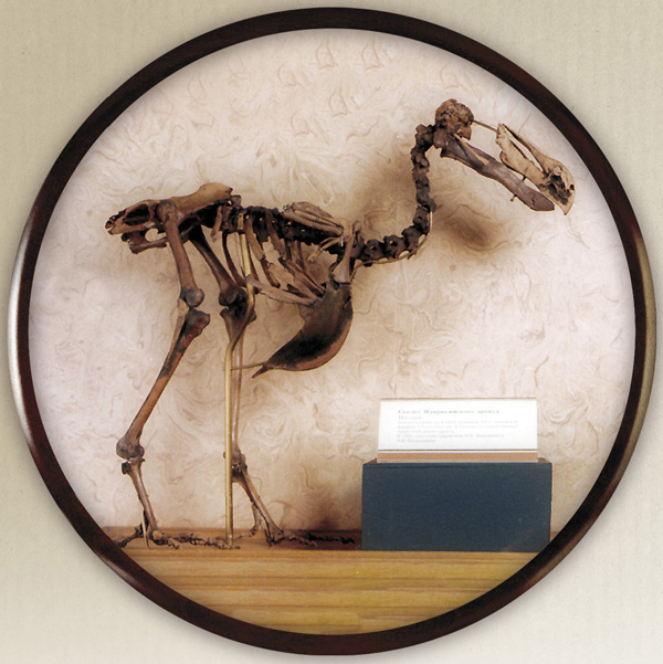 Один из раритетов Дарвиновского Государственного музея — единственный в России скелет дронта, нелетающей птицы, некогда обитавшей на о. Маврикий и вымершей в 1680–1690 гг. В гибели этого вида были повинны моряки, для которых беззащитные птицы стали источником провианта