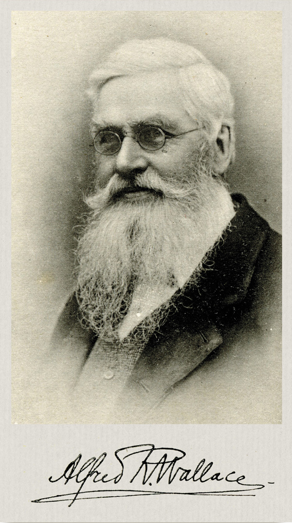Альфред Рассел Уоллес. Фото О. Ренара. По: (Уоллес, 1898)