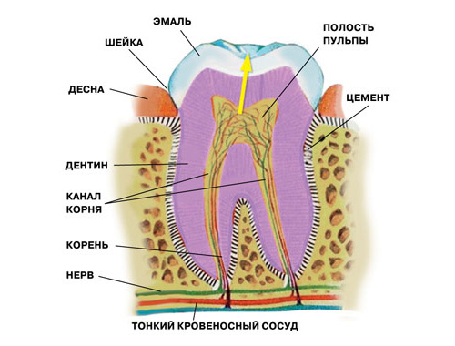 Анатомия и физиология зуба. Жёлтой стрелкой указано направление центробежного тока жидкости из пульпы на поверхность зубной эмали