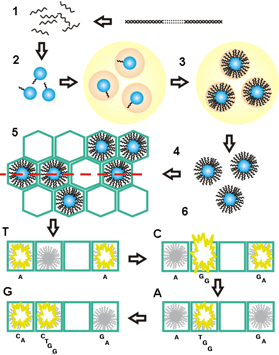 Возможно, через несколько лет подобные схемы появятся в учебниках. Однонитевые фрагменты ДНК (1) прикрепляются к бусинам (2) и помещаются в капельки эмульсии (3). В результате полимеразной цепной реакции в каждой капельке образуется множество идентичных копий фрагмента (4) - это необходимо для усиления сигнала. Бусины с ДНК помещают в шестигранные колодцы (5), где проходит реакция пиросеквенирования. Присоединение очередного нуклеотида вызывает вспышку флуоресценции. Если присоединяется несколько одинаковых нуклеотидов подряд, вспышка бывает более яркой (6)