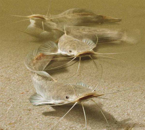 Фото: В.В. Бородин (журнал «Ихтиосфера»)