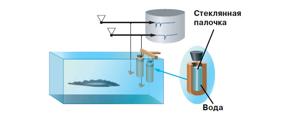 Рис. 3. Эксперименты Лиссманна с гимнархами показали, что эти рыбы могут различать сосуды по электропроводности содержимого. Изображение: «Химия и жизнь»