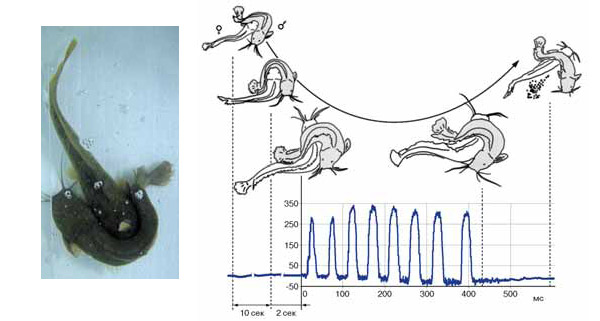 Рис. 6. Ритуал спаривания азиатских клариевых сомов (прорисовка по видеосъемкам; самец подкрашен серым) и разряды, которые генерирует самка. Изображение: «Химия и жизнь»