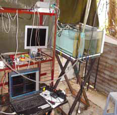 Рис. 7. Экспериментальная установка (2009, Кан Тхо). Видеосъемка производится через дно аквариума. Изображение: «Химия и жизнь»