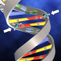 Эпигенетика: гены и кое-что сверху