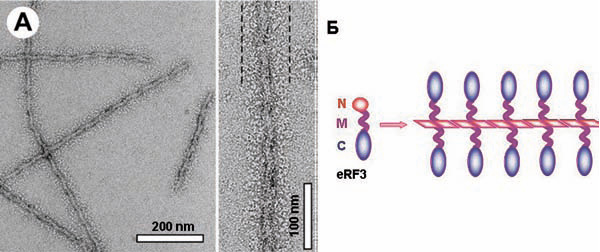 Рисунок 1. Структура дрожжевого прионд на примере eRF3. А) Электронная микроскопия фибрилл eRF3, полученных IN VITRO (Ваха et al. 2011. Mol. Microbiol. 79: 523–532). Подобным образом выглядят все Амилоиды. Б) Схематическая структура. Из трех доменов eRF3 (N, M, С) только N образует стержень (ядро) фибриллы