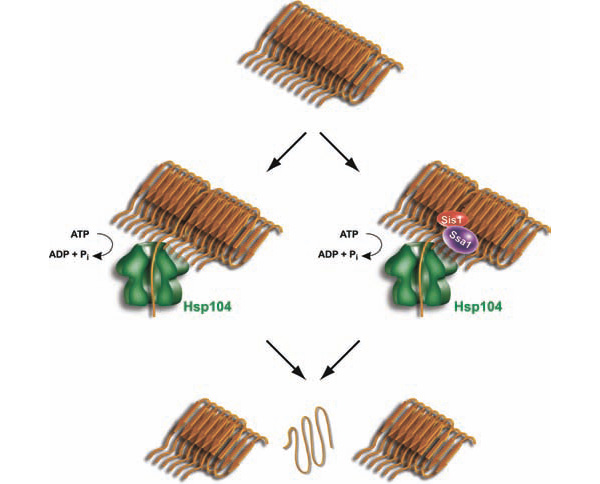 Рисунок 2. Тонкая структура и фрагментация прионной фибриллы. Белковые молекулы изображены в виде полипептидных цепей. Hsp104, с помощью других белков или самостоятельно, вытягивает одну из таких цепей, и фибрилла распадается на две части. (Из работы Haslberger и соавт. 2010 Biochem. Cell Biol. 88: 63–75.)