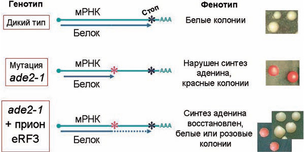 Рисунок 3. Супрессия нонсенс-мутаций у дрожжей прионом eRF3. мутация ADE2-1 в одном из генов синтеза аденина (ADE2) создает преждевременный стоп-кодон, приводя к производству укороченного нефункционального белка Ade2, нарушению синтеза аденина и накоплению промежуточного продукта красного цвета. Переход eRF3 в прионную форму ослабляет завершение трансляции, позволяет синтезировать весь белок Ade2 и восстановить, полностью или частично, синтез аденина.