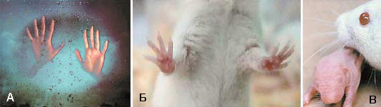 Основной источник тактильной информации у человека — кончики пальцев (А). Пальцы грызунов (Б) не чувствительны, усы, или вибриссы (В), полностью взяли на себя их функции, помогая животному ориентироваться в окружающем мире (фото из журнала «Наука и жизнь»)