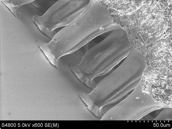 Микроструктура ворсинок бесклеевого материала <i>Gecko Nanoplast</i>, основанного на «эффекте геккона». Фото получено с помощью электронного микроскопа. Gecko® Tape, Gottlieb Binder GmbH & Co.KG. Фото с сайта www.materialica.de