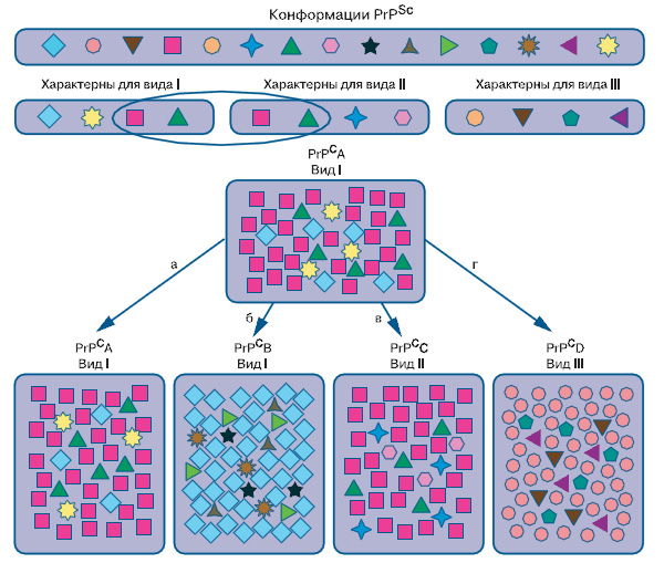 Рис. 2. Альтернативные формы прионного белка PrPSc, их роль в передаче свойств штамма или преодолении межвидового барьера. В верхней части рисунка — все возможные конформации PrP5\&\#39\;, которые могут принимать прионы млекопитающих PrPC. Однако у приона каждого биологического вида есть определенный набор конформаций, которые предпочитает перенимать здоровый белок при встрече с патогеном. Прионы легко передаются между представителями одного вида, экспрессирующими одинаковые белки PrPC (а). Заражение представителя того же вида I, но с иным PrPC (б), или вида II с генетически похожим PrPC (в) возможно, если в их наборах совпадают хотя бы некоторые «опасные» конформации. Если совпадений нет, заражение вида III не происходит вовсе, либо картина заболевания оказывается иной, нежели у вида I (г). Такое перерождение приона при передаче другому виду, трудно поддающемуся заражению, называют «мутацией приона». Изображение: «Химия и жизнь»