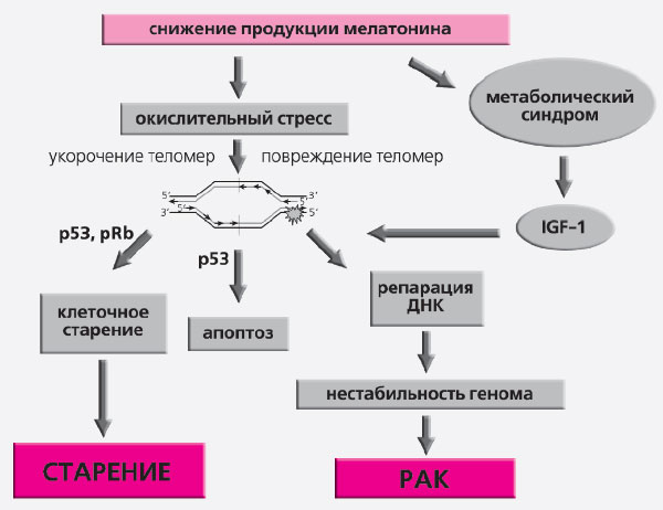 Рис. 7. Молекулярные механизмы влияния света и мелатонина на старение и рак (изображение: «Природа»)