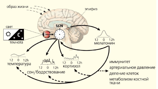 Рис. 3. Синхронизация биоритмов (изображение: «Природа»)