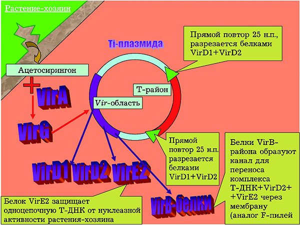 Рис. 2. Функции некоторых белков из Vir-района. Изображение: «Потенциал. Химия. Биология. Медицина»