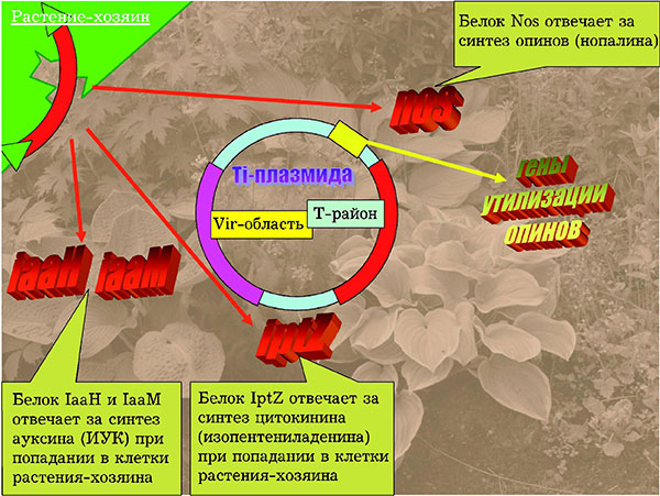 Рис. 3. После вставки Т-района в клетке растения-хозяина начинается неконтролируемый синтез ауксинов, цитокининов и опинов. Изображение: «Потенциал. Химия. Биология. Медицина»