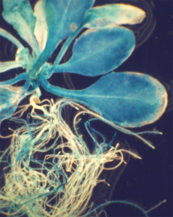 Рис. 4. Репортёрный ген глюкуронидазы позволяет по синей цветной реакции определить, что растение генетически модифицировано. Фото с сайта www.phys.ufl.edu