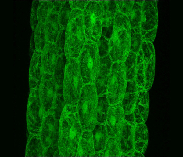 Рис. 5. Зелёный флуоресцентный белок в качестве репортёра позволяет наблюдать за живыми клетками в растениях. Фото с сайта www.genomenewsnetwork.org