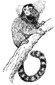 Вот как выглядит та самая мармозетка, она же игрунка, способная на бескорыстные поступки. Изображение: «Химия и жизнь»