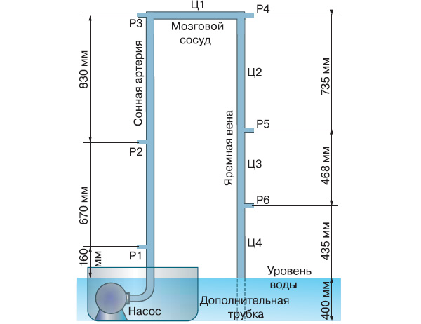 Рис. 3. Кровообращение в голове и шее жирафа, модель Митчела:\nР1–Р6 — точки измерения давления, Ц1–Ц4 — цилиндры для создания внешнего давления на сосуды. Изображение: «Химия и жизнь»
