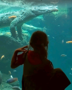 Крокодил — это самое настоящее живое ископаемое. Плавающие рядом рыбы из семейства цихловых – сравнительно молодые создания. А что уж говорить о человеке! Этот снимок румынского фотографа Джордже Хренюка (George Hreniuc) так и называется: «Эволюция». (Фото с сайта codedlanguage.org)