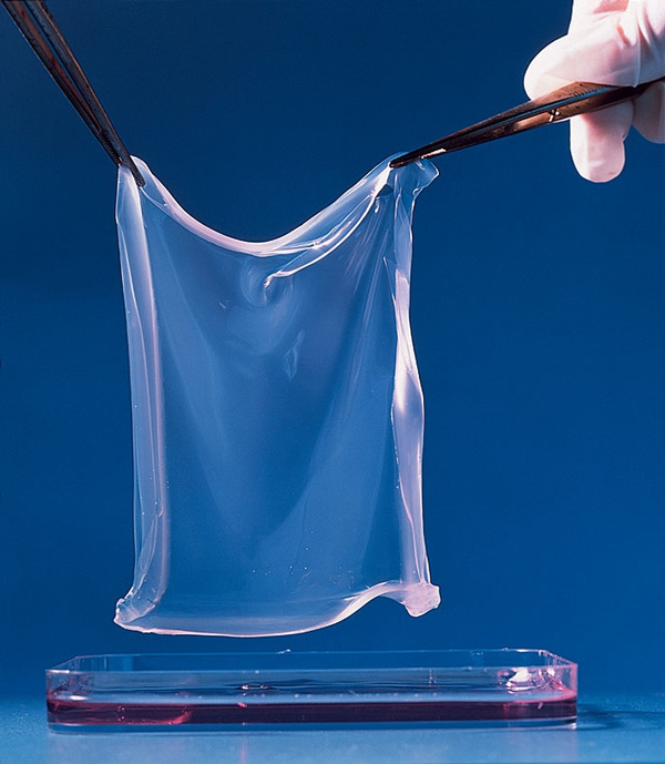 Новая кожа. Сотрудник лаборатории достает из ванночки полоску искусственно выращенного эпидермиса. Ткань создали в дерматологическом институте в итальянском городе Помеция, Италия, под руководством профессора Микеле де Лука.