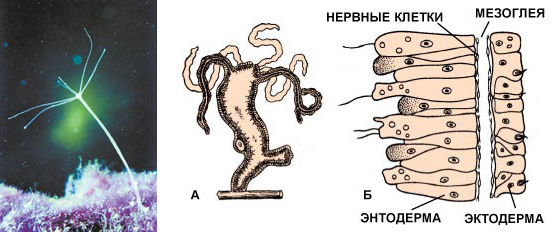 Гидра (А), относящаяся к кишечнополостным, – одно из самых примитивно устроенных многоклеточных существ на Земле. Стенки ее тела состоят всего из трех слоев (Б). Внутренний слой клеток называется энтодерма, внешний - эктодерма, промежуточный - мезоглея. Но даже у гидры можно выработать условные рефлексы. На снимке: байкальская стебельчатая гидра (Pelmatohydra sp.). Фото С.Дидоренко (изображение: www.nkj.ru)