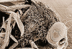 Дрозофила, мутантная по гену Toll, заросла грибками и погибла, так как у неё нет иммунных рецепторов, распознающих грибковые инфекции. Фото: «Наука и жизнь»