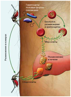 Рис. 2. Жизненный цикл малярийного плазмодия сложен, а сам паразит хорошо защищен от действия иммунной системы хозяина. Иммунологи стараются поразить его на самых уязвимых внеклеточных стадиях спорозоита и гаметоцита. Изображение: «Химия и жизнь»