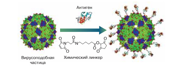 Рис. 3. Вакцины на основе вирусоподобных частиц позволяют лечить хронические неинфекционные заболевания. Антигены, пришитые к частице, стимулируют выработку антител, связывающих «главную вредоносную молекулу», которая вызывает заболевание. Изображение: «Химия и жизнь»