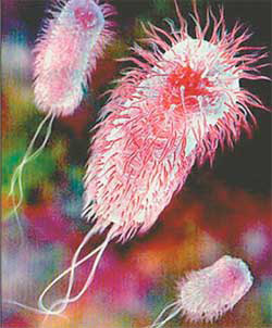 Кишечная палочка (Escherichia coli) всегда находится в кишечнике здоровых людей. Изображение: «Наука и жизнь»