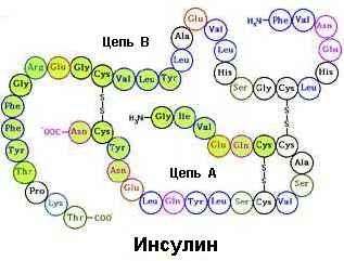 В молекулу инсулина входит 51 аминокислотный остаток шестнадцати различных аминокислот. Аминокислоты в молекуле инсулина составляют две цепочки — короткую цепь А (21 аминокислотный остаток) и длинную цепь В (30 аминокислотных остатков), — соединенные между собой двумя дисульфидными мостиками. Еще один такой мостик есть в цепи А (изображение с сайта w3.umh.ac.be)