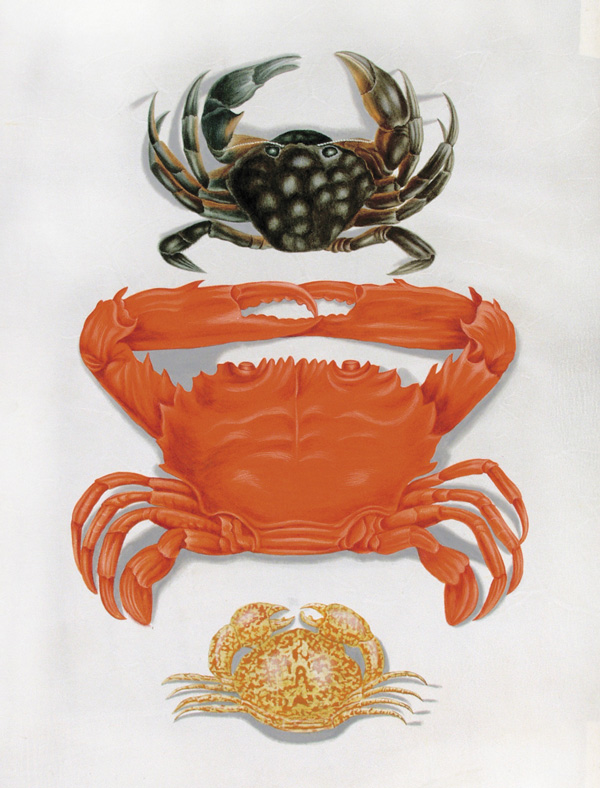 Крабы-плавунцы (Carpilius convexus, Goniosoma cruciferum) и травяной краб (Carcinus maenas). 1704–1705 гг. Пергамен, акварель, кроющие краски. Оригинальный рисунок к гравюре в кн. «D\&\#39\;Amboinsche Rariteitkamer door Rumphius ...», где эти крабы были названы «чудовищными» или «каменными». СПФ АРАН. Р. IX. Оп. 8. Д. 106