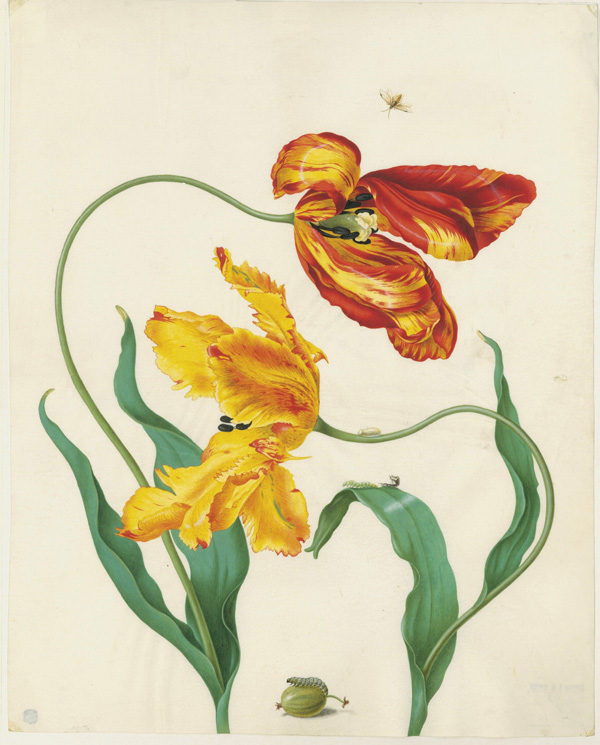 Садовый тюльпан (Tulipa) и желтый крыжовниковый пилильщик (Pteronidea ribesii). Не ранее 1705 г. Пергамен, акварель, кроющие краски. СПФ АРАН. Р IX. Оп. 8. Д. 37