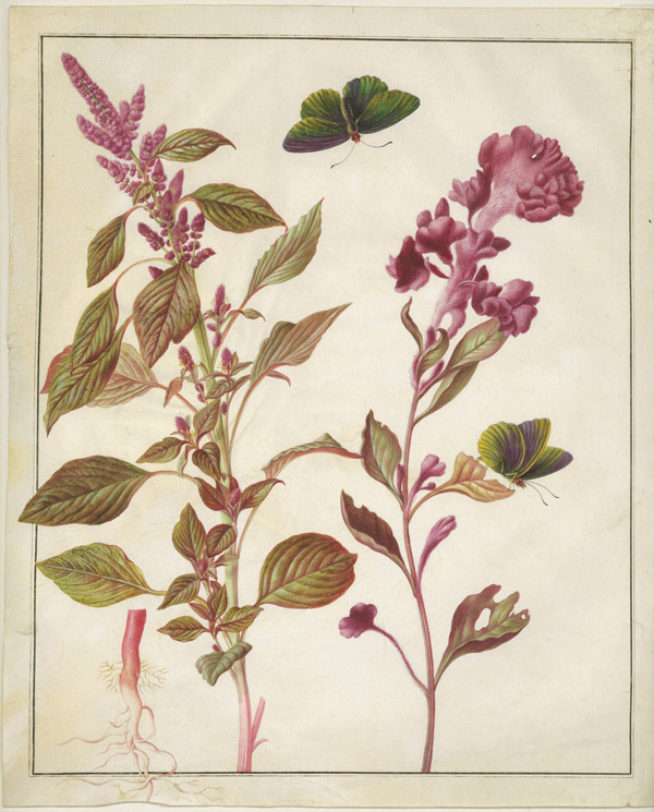 Целозия серебристая (Celosia argentea), петушиный гребень (Celosia argentea cristata) и бабочка бархатница (Euptychia lea). Не ранее 1705 г. Пергамен, акварель, кроющие краски. СПФ АРАН. P. IX. Оп. 8. Д. 42