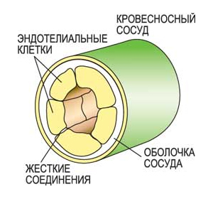 Эндотелиальные клетки выстилают внутреннюю поверхность кровеносных сосудов. Они жестко связаны между собой и с оболочкой сосуда, которая служит им подложкой