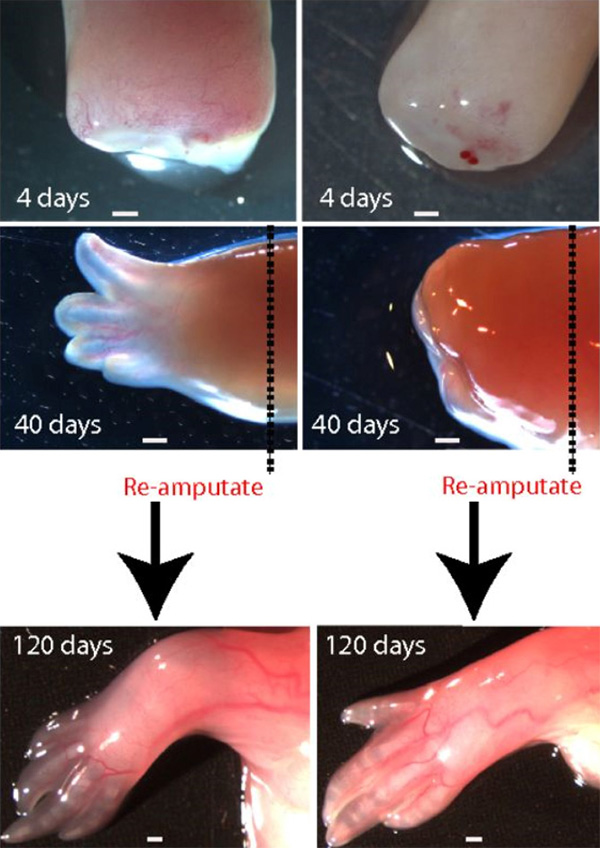 Влияние макрофагов на регенерацию лапки Аксолотля. Пунктиром показана линия отреза. Левый столбец — контрольные животные, правый — Аксолотли, у которых до ампутации «вывели из игры» макрофаги. На четвертый день у контрольных животных образуется бластема — скопление клеток, пронизанное кровеносными сосудами, а у подопытных — фиброзная ткань. Без макрофагов регенерация не идет, на месте отрезанной конечности образуется культя. Но после повторной ампутации из нее вырастает нормальная конечность. (Рисунок из статьи)